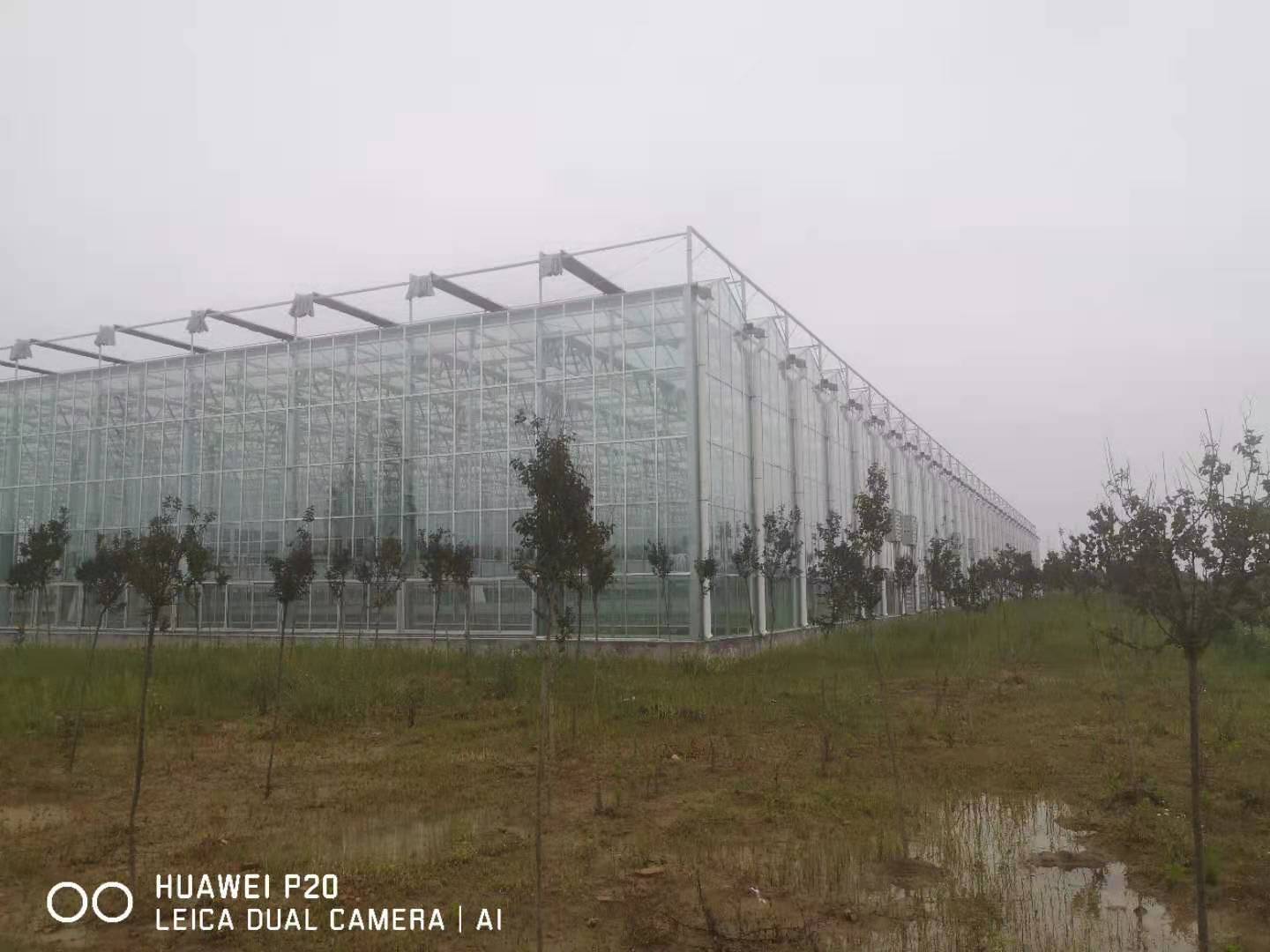 安徽阜阳蝴蝶兰培育基地连栋智能玻璃温室项目