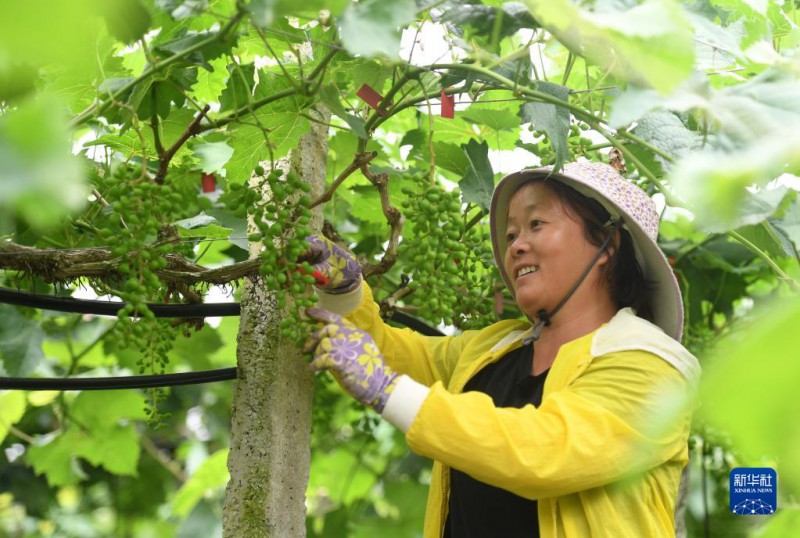 5月6日，在广西东兰县武篆镇东里村葡萄园，村民在管护葡萄。