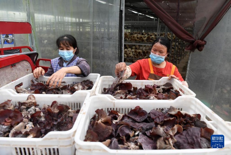 5月6日，在广西东兰贵隆生态农业科技有限公司食用菌产业园，工人分拣刚采摘的食用菌。